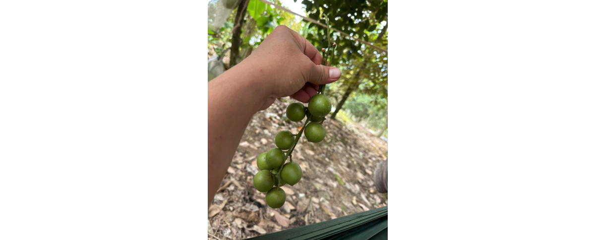 🌿 NHÀ NGHỈ THỦY TIÊN ECOLODGE