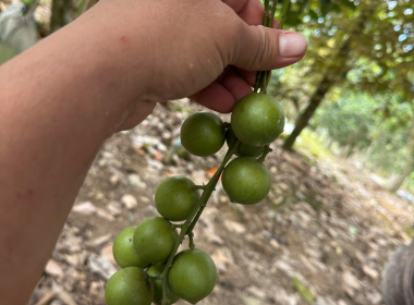 🌿 NHÀ NGHỈ THỦY TIÊN ECOLODGE